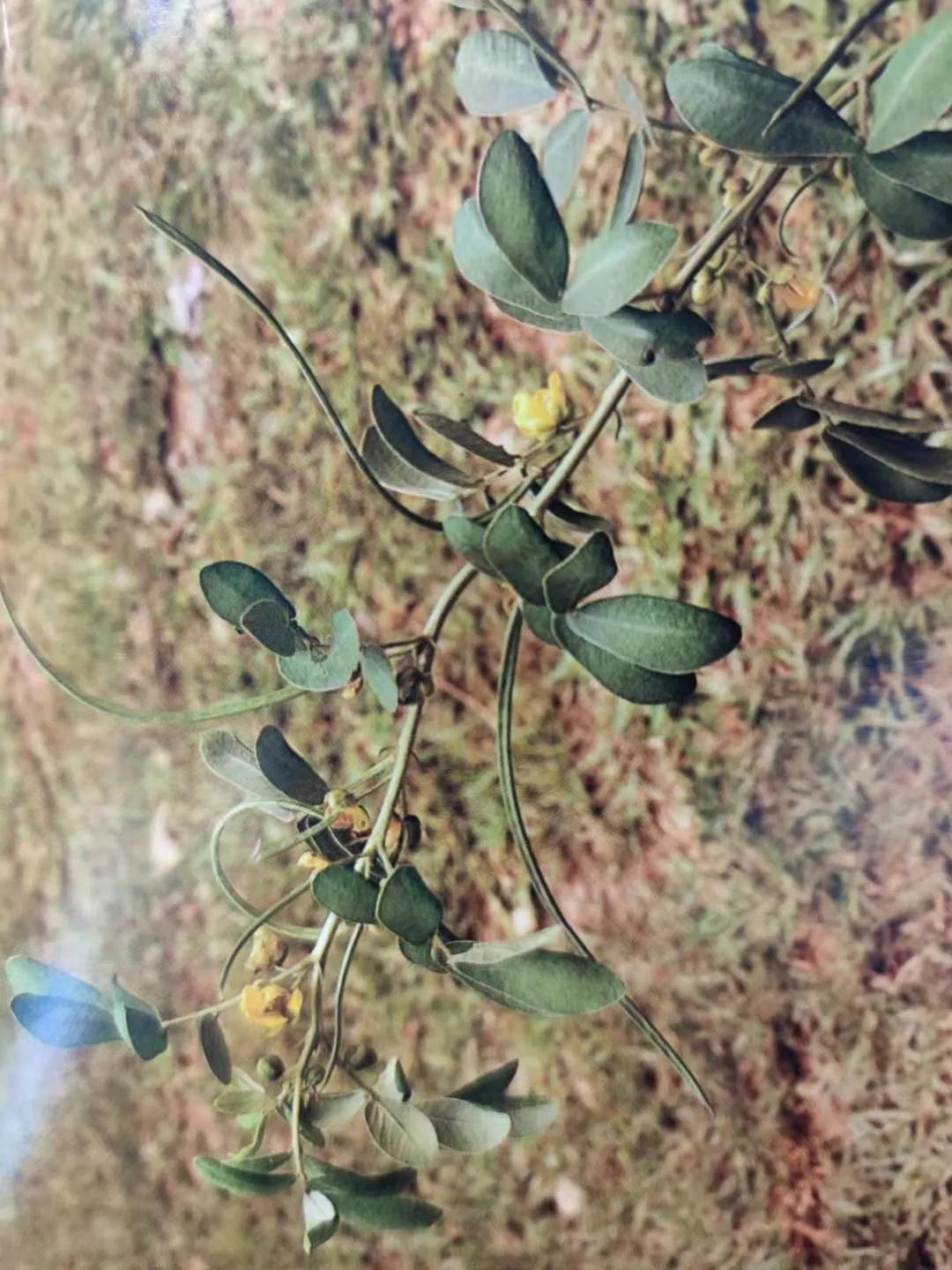 清肝明目、潤腸通便、降壓降膽固醇——決明子